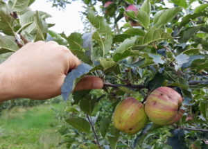 Hagelschaden Obstbau Äpfel